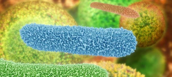 The Gut-Weight Connection: Why Calorie Counting Isn't Enough