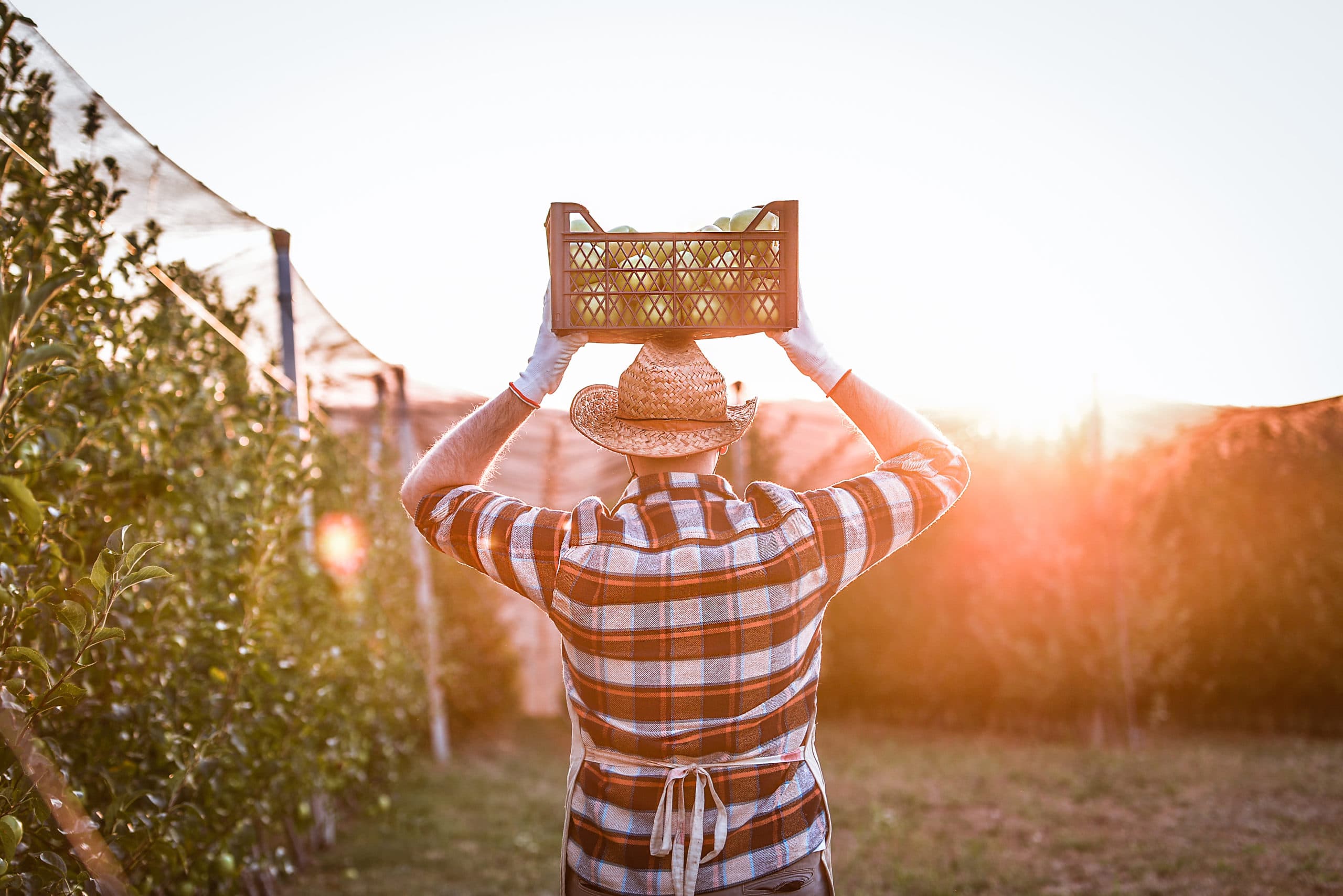 Empty Calories: Why Modern Food Is Less Nutritious