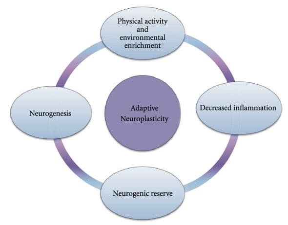 Defender Defense: How Antioxidants Fuel Your Immune Shield