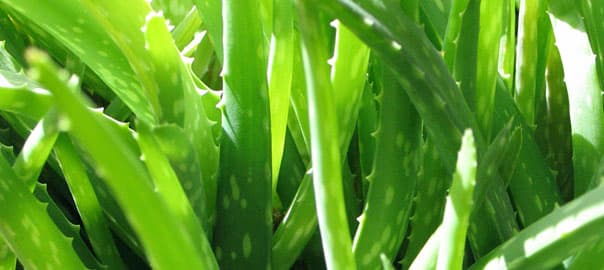 Aloe Vera: Nature's Multi-Purpose Healer for Skin and Gut